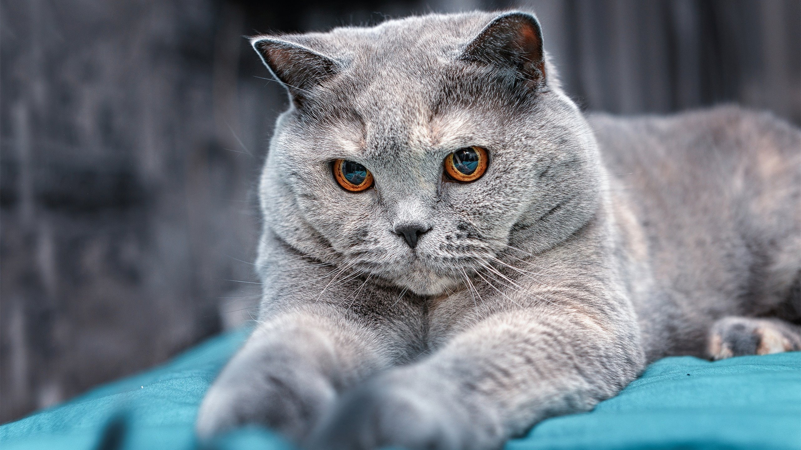 CBA全明星周末激情上演,明星纷纷亮相,cba全明星周末日期