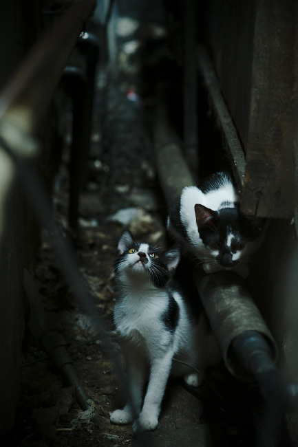 开云·体育官网APP下载-_森林狼阵容齐整，逐步逼近季后赛_，森林狼队首发阵容