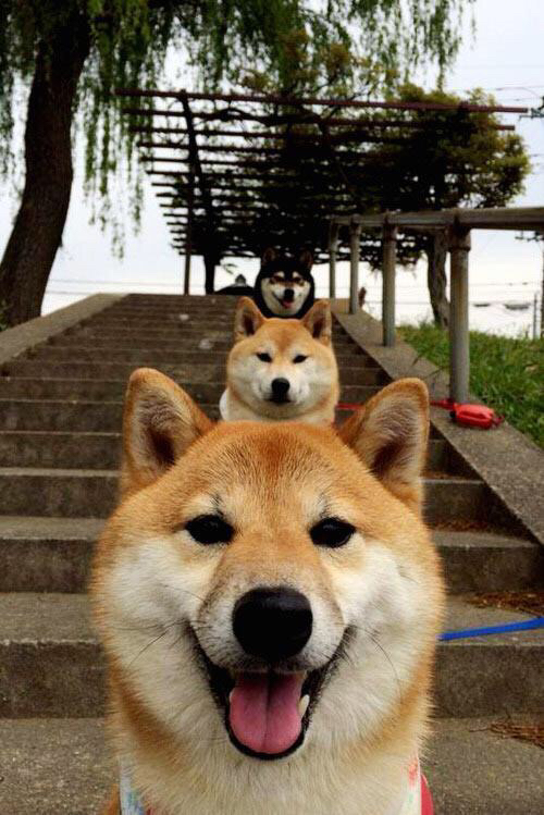 kaiyun网站-“德甲球队状态火热，冠军争夺逐渐明朗”，德甲阵营