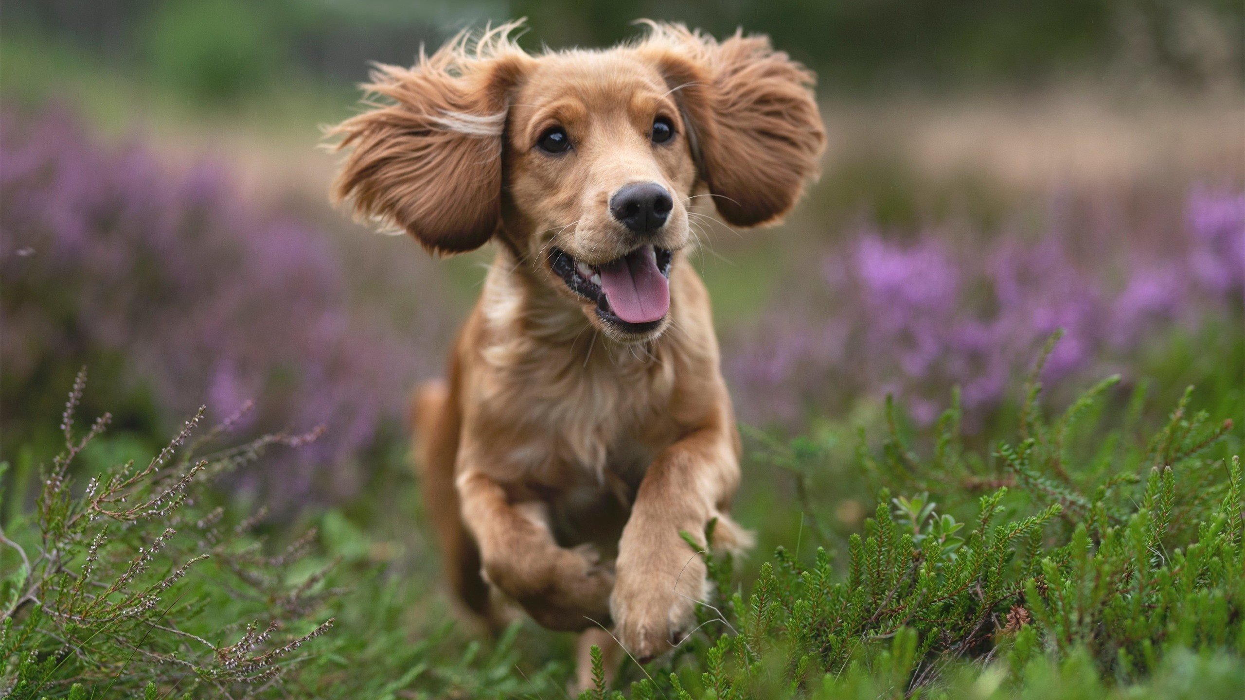 Kaiyun官方登录入口-“直线冲刺：每秒都碰撞激情神经”