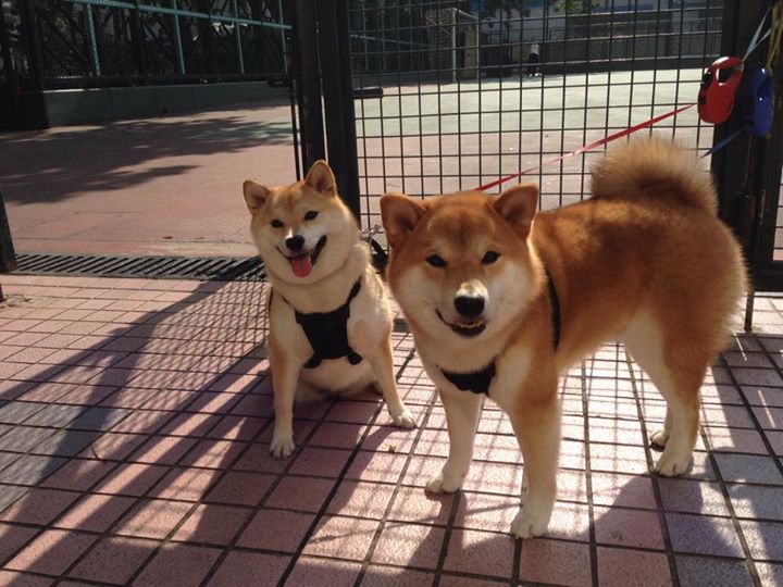 kaiyun官方网站-【冠军之路】道奇队连续胜利引领联盟，2021道奇队