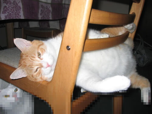 全球媒体聚焦：大型台球赛事点燃国际热情，台球国际比赛项目