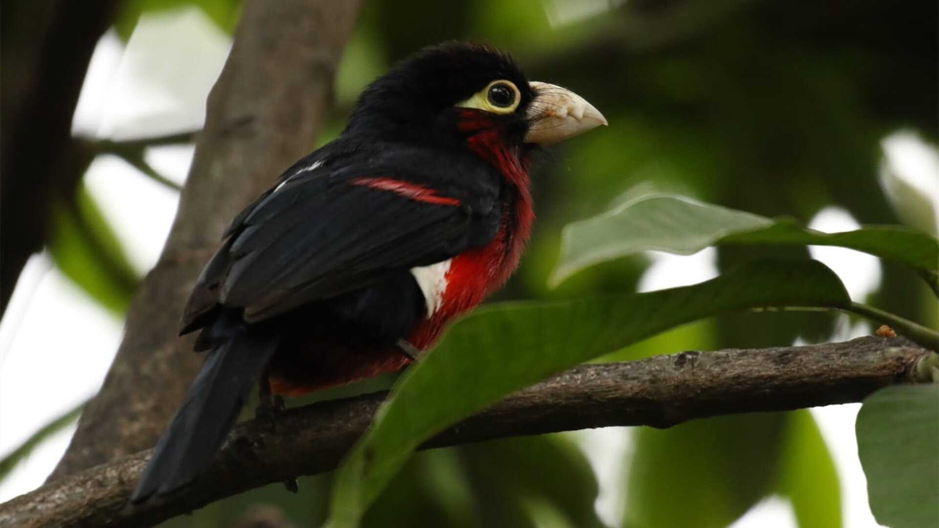 意甲战术演变,注重控球与防守结合,意甲战术强在哪里