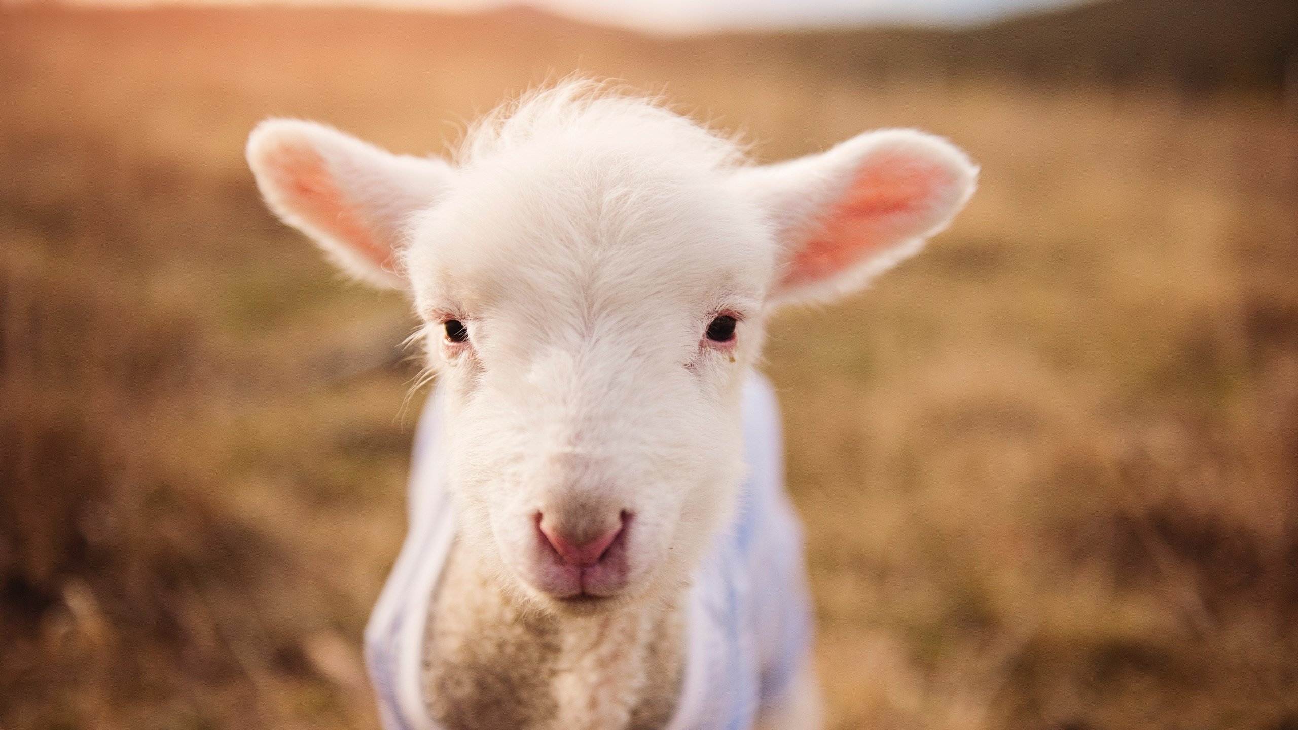 开云入口-Yeon关键团战一打三，关键团战输出