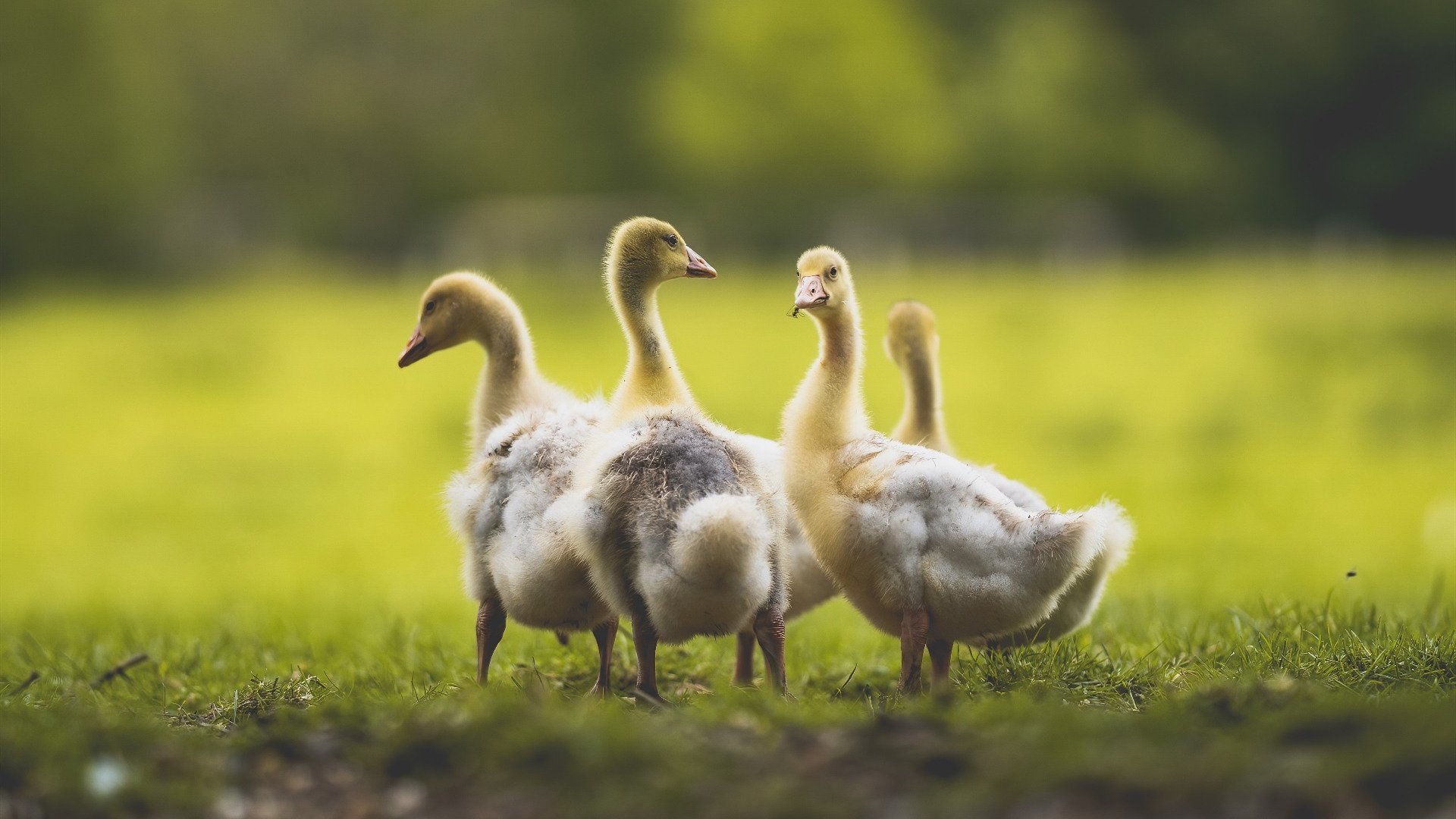 博洛尼亚客场逆转获胜，实现反弹，博洛尼亚著名球星