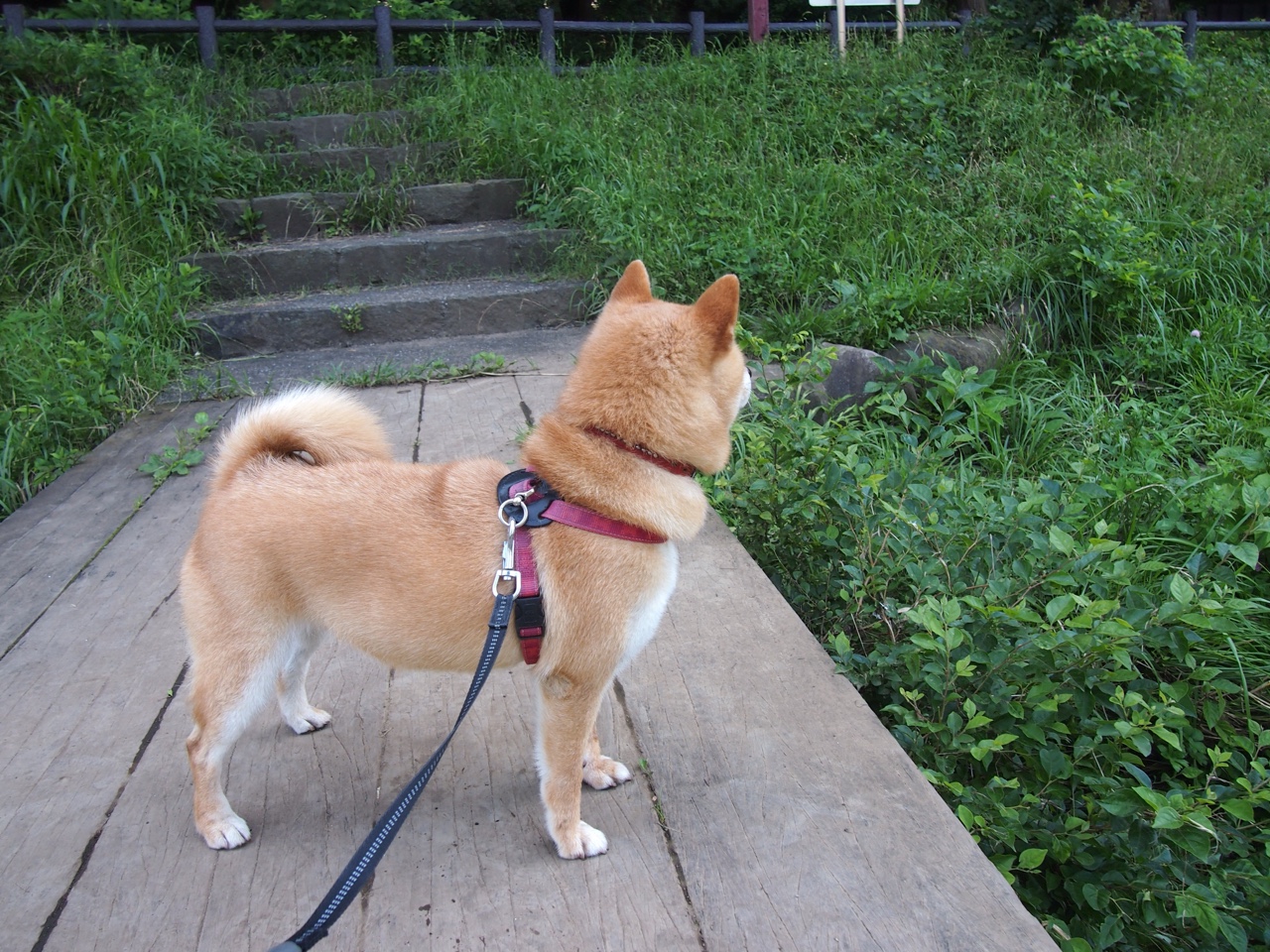 开云网页版-哈兰德再度破门建功，助球队取得胜利，哈兰德2021