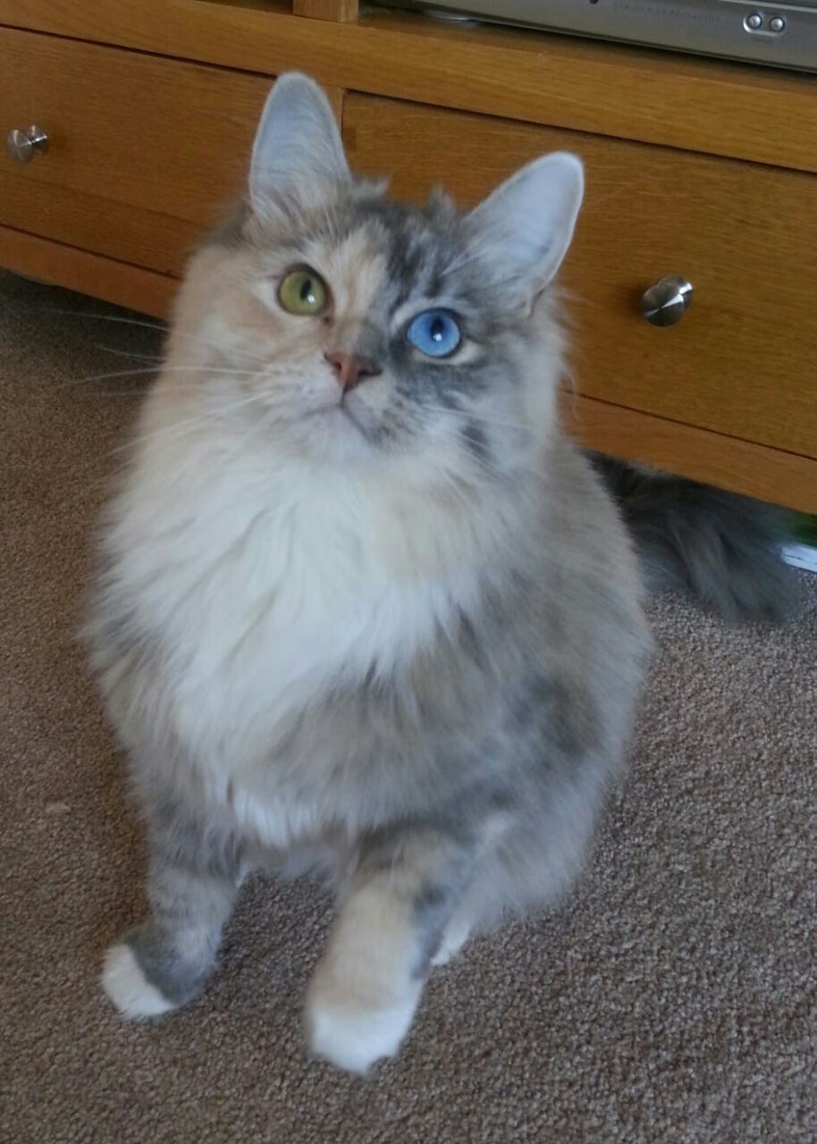 女足比赛助教入选教练团队,执教经验丰富,女足教练2021