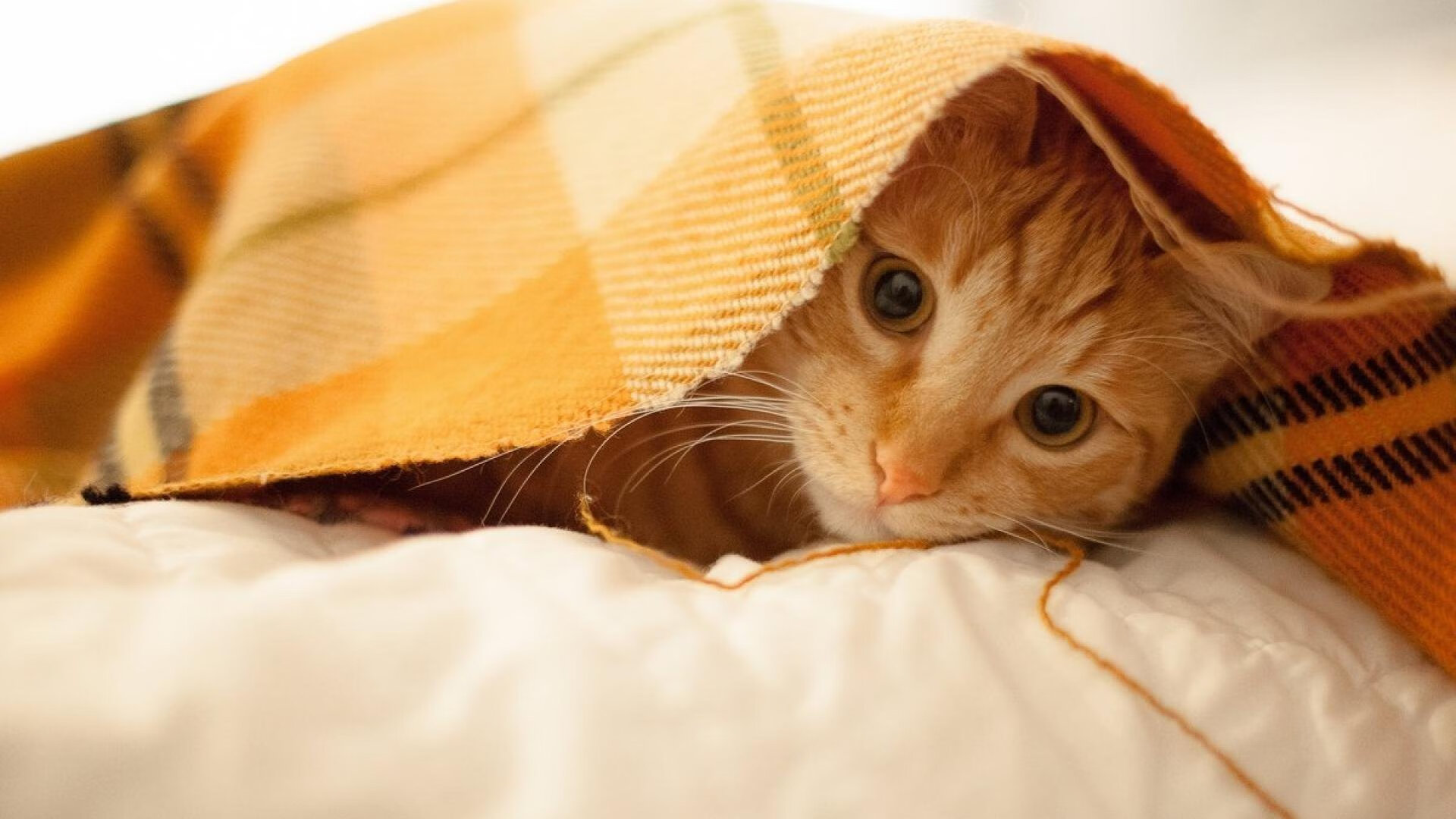 日本奥运足球队体现亚洲实力，日本奥运会足球排名