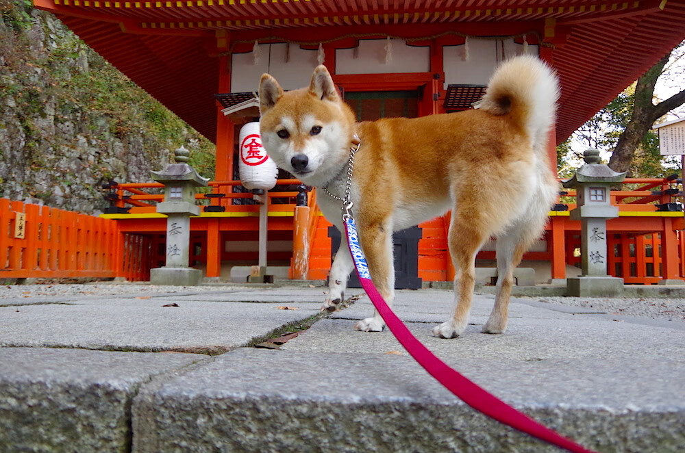 开云官方网页登录-河北队力保不败，赛场上表现耀眼夺冠！，河北队是哪个队