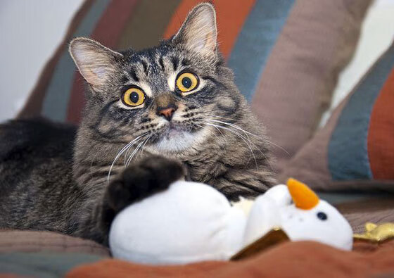 中国足球比赛预判与反应能力比较，预测足球比赛