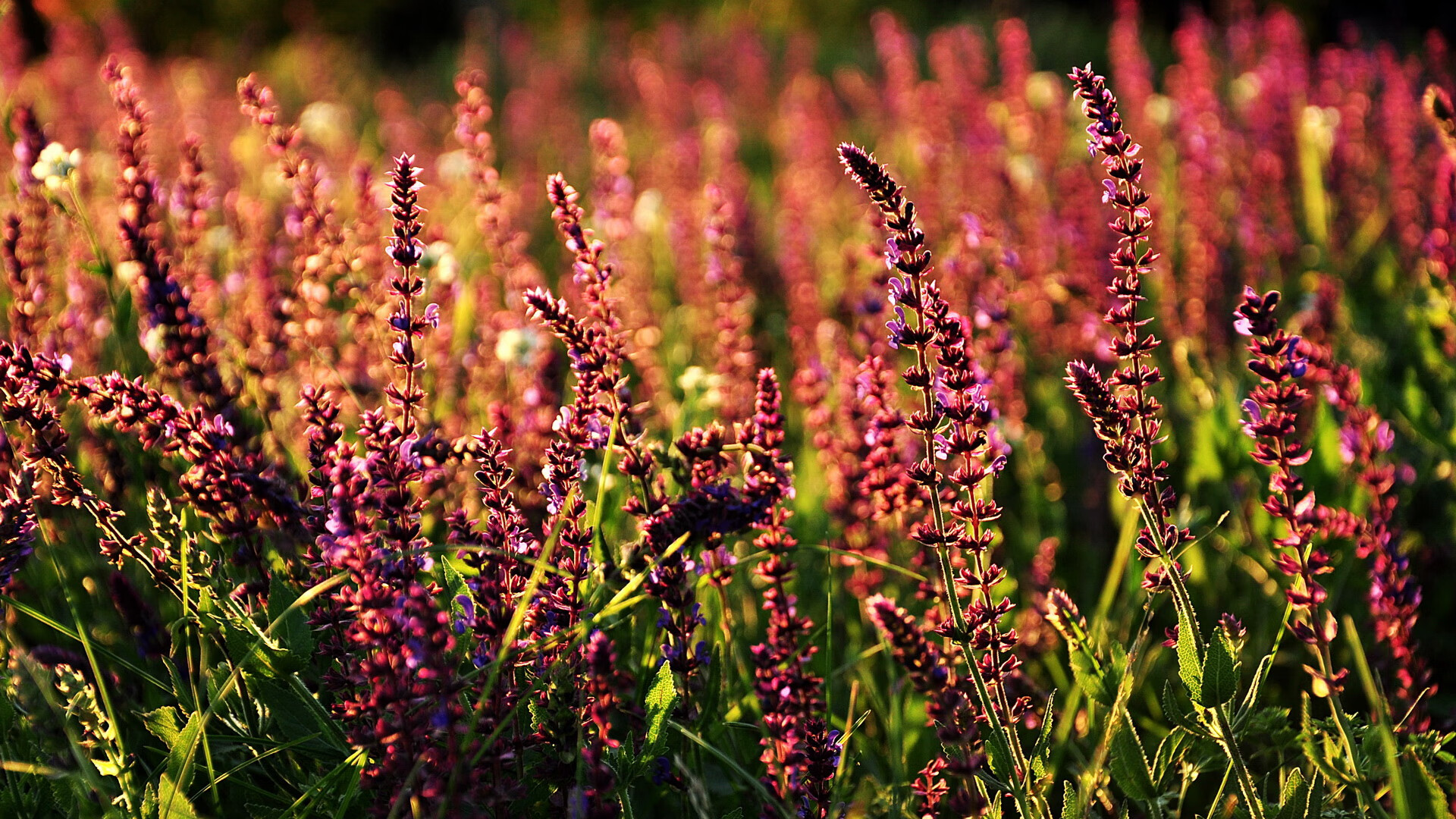 夺冠热门：五大联赛中最具夺冠可能性的球队，五大联赛都夺冠的球员