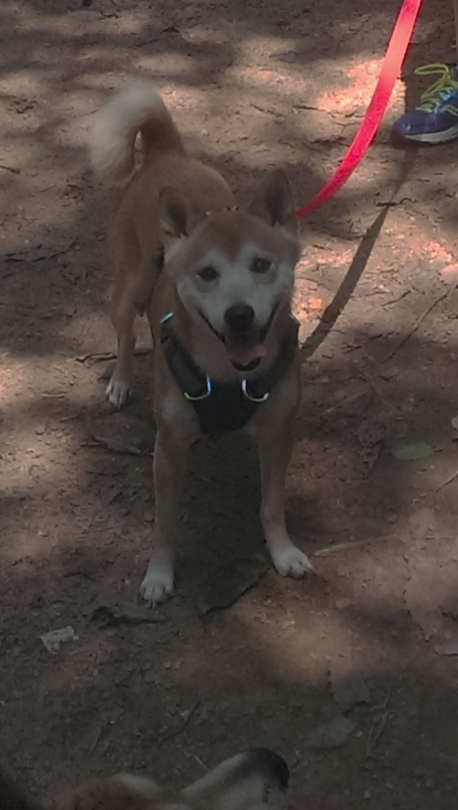 kaiyun官方入口登录-“萨尔·巴赫的突破性表现，南非羚羊队迎接新挑战”