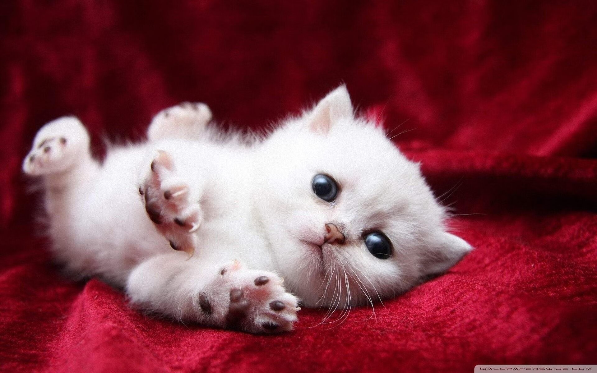 kaiyun官方入口登录-南非橄榄球赛事的全球化拓展，使其成为国际橄榄球新焦点，南非橄榄球比赛