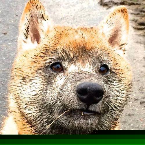 巴黎圣日耳曼继续保持领先,夺冠希望逐渐明朗