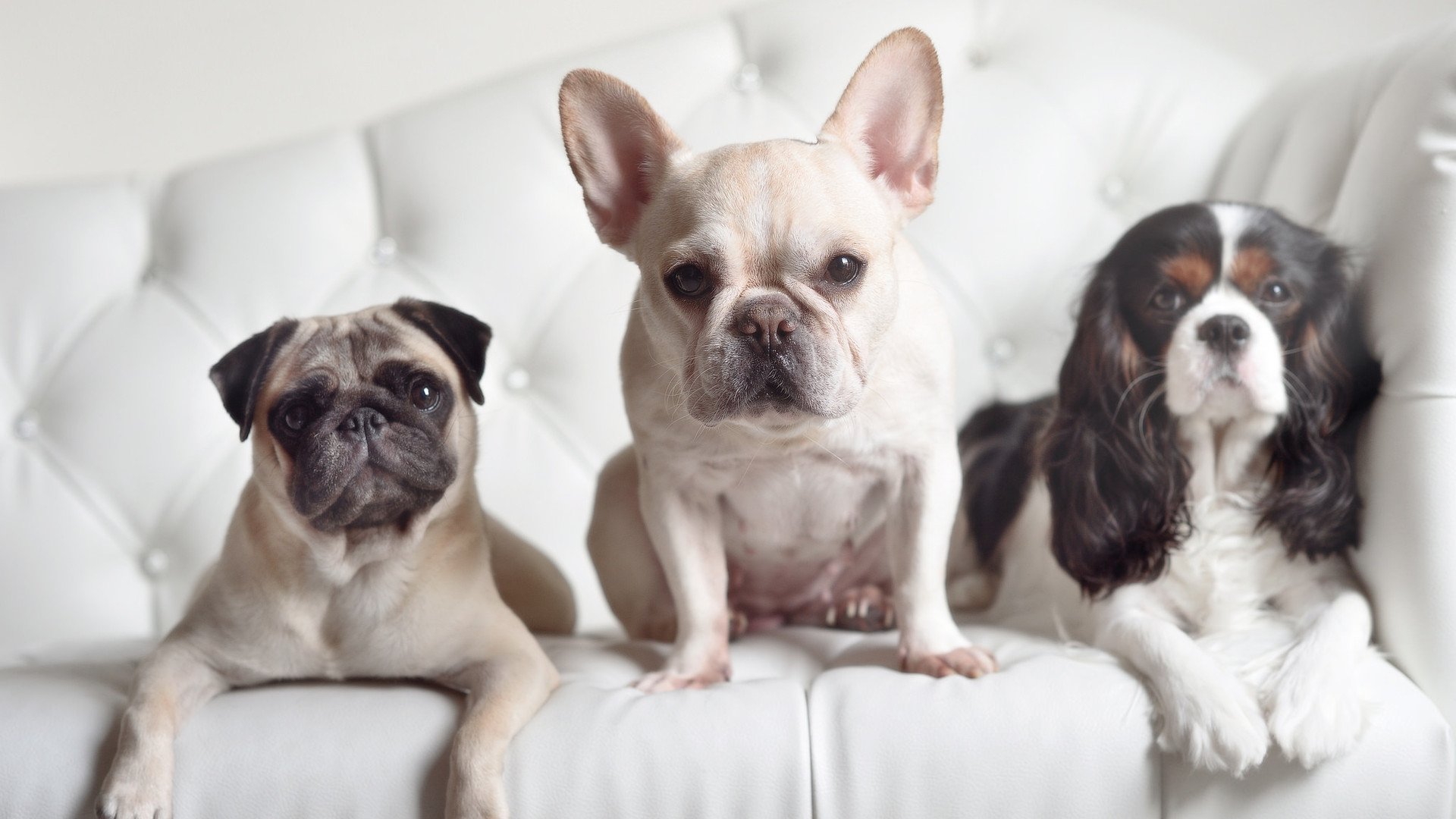 巴黎圣日耳曼稳居法甲榜首，豪取多连胜