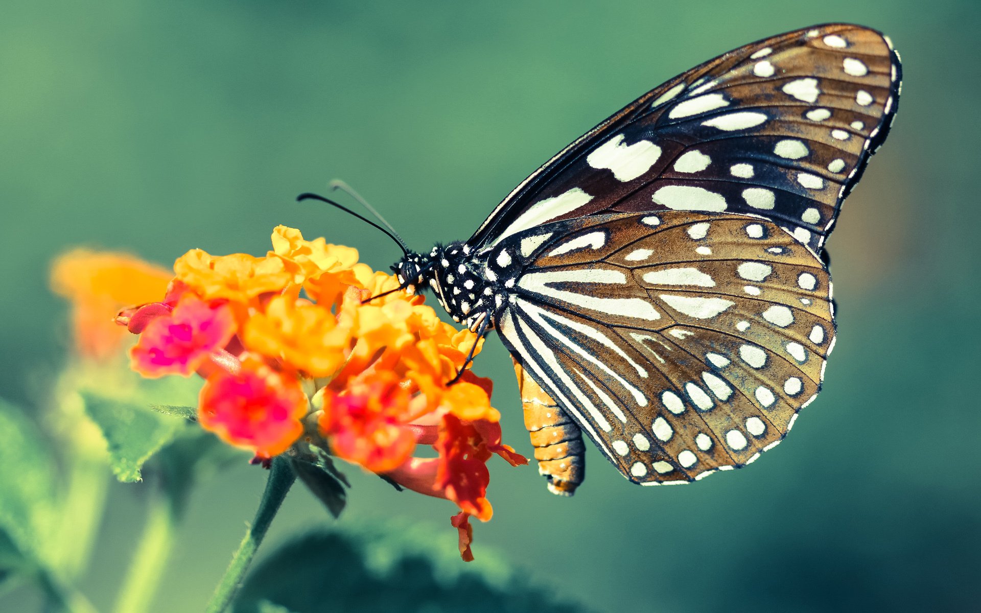 意甲战绩辉煌：进攻场面让人目不暇接，意甲经典比赛